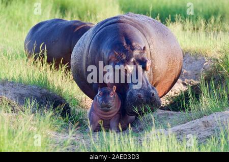 Des hippopotames au Botswana Banque D'Images