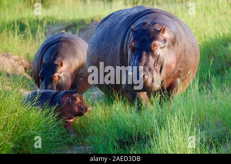 Des hippopotames au Botswana Banque D'Images
