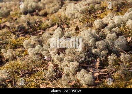 La mousse ou Lichen cladonie (Cladonia rangiferina) et de pins poussent dans le paramètre de la soleil du printemps Banque D'Images