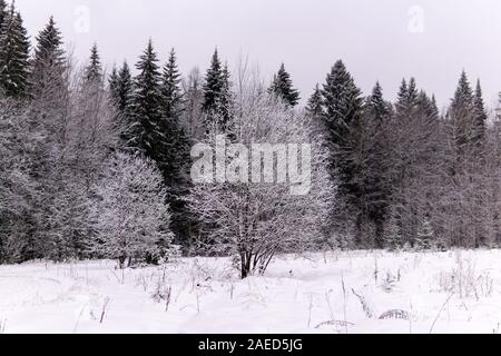 Paysage d'hiver sombre forêt après les chutes de neige Banque D'Images