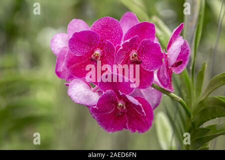 Orchid purple de plus en Thaïlande. L'Orchidaceae sont diverses et d'une famille de plantes très répandue, avec des algues qui sont souvent colorée et Banque D'Images