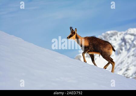 Chamois dans la neige sur les sommets du Parc National Picos de Europa en Espagne. Rebeco,Rupicapra rupicapra. Banque D'Images