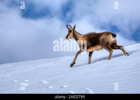 Chamois dans la neige sur les sommets du Parc National Picos de Europa en Espagne. Rebeco,Rupicapra rupicapra. Banque D'Images