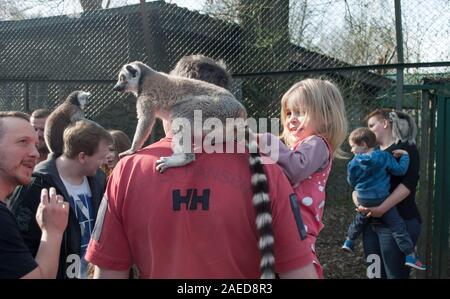 Hodenhagen, Allemagne, le 30 mars 2019 : Lemur assis sur un homme s épaules et petite fille dans les bras du père caressant lemur Banque D'Images