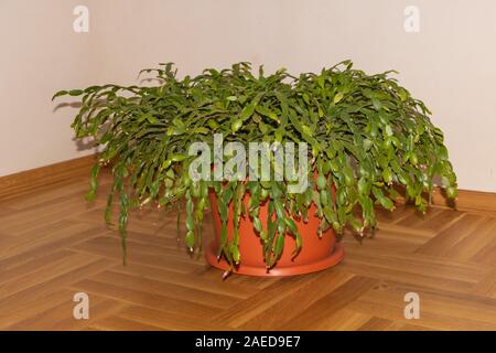 D'énormes cactus de Noël avec des boutons de fleurs à l'intérieur Banque D'Images