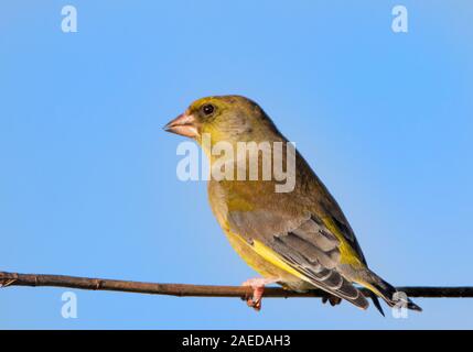 Finch, vert, Chloris Chloris, perché sur une petite branche dans la campagne britannique au début de l'hiver 2019 Banque D'Images