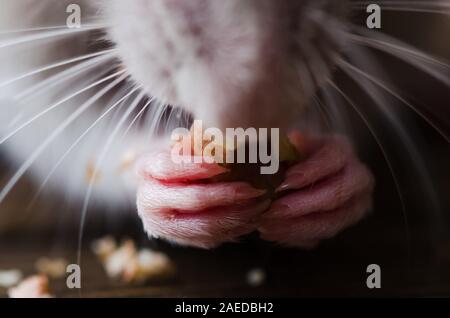 Pattes avant d'un rat d'argent close-up. Le rat est titulaire de la nourriture dans ses pattes. Banque D'Images