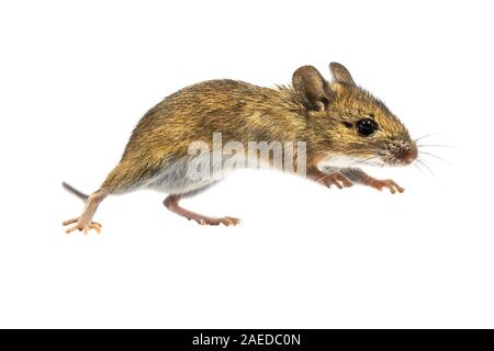 Souris Bois bondissant (Apodemus sylvaticus) isolé sur fond blanc. Ce mignon à la souris est trouvé dans la plupart de l'Europe et est un très commun et Banque D'Images