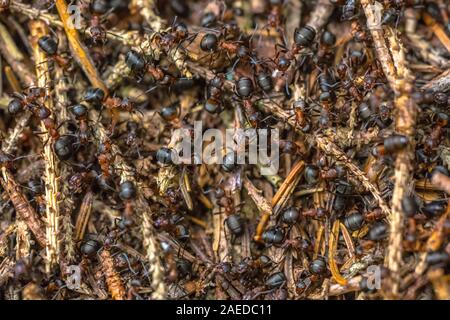 Les fourmis Formica qui travaillent ensemble à la colonie hill Banque D'Images