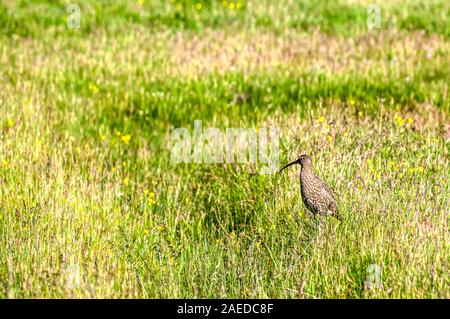 Curlew Numenius arquata, debout, sur les herbages en Shetland. Banque D'Images