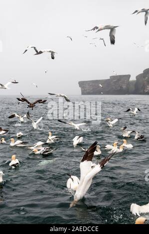 Fou de Bassan, Morus bassanus, plongée sous-marine pour les poissons avec des ailes repliées. Banque D'Images