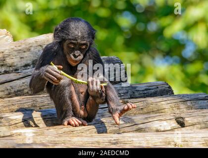 Les bonobos (pan paniscus) bébé jouant avec sa nourriture Banque D'Images