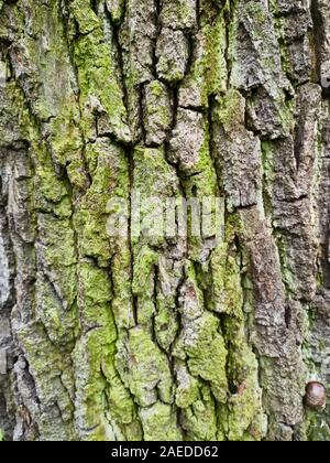 Écorce d'un arbre avec vert mousse et lichen sur elle. Texture vieux chêne, l'arrière-plan Banque D'Images