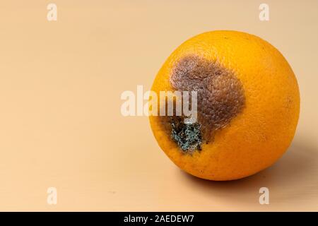 Orange laid avec le moule sur un fond clair, gros plan, l'orientation horizontale, laid consept alimentaire Banque D'Images