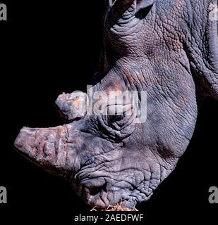 Portrait de rhino avec fond noir. C'est une photo de la faune d'Afrique en safari dans la réserve de Bandia, le Sénégal. Sa corne est coupée. C'est un Banque D'Images