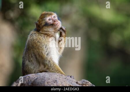 Macaque de barbarie - Macaca sylvanus aussi Barbary ape ou magot, trouvés dans les montagnes de l'Atlas de l'Algérie et le Maroc ainsi qu'une faible population d'unce Banque D'Images