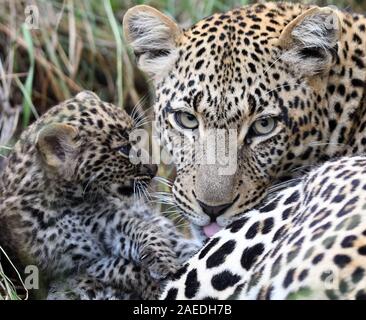 Une femelle léopard (Panthera pardus) avec son très jeune cub, ses yeux toujours bleu, hors de leur tanière. Parc national de Serengeti, Tanzanie. Banque D'Images