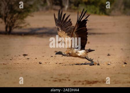 Vautour africain - Gyps africanus vautour de l'Ancien monde est dans la famille Accipitridae, étroitement liée à l'vautour fauve, debout, lan Banque D'Images