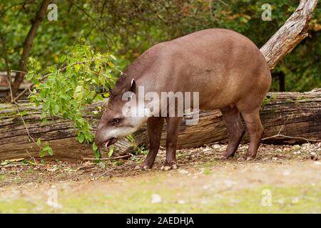 Tapir d'Amérique du Sud - Tapirus terrestris également appelé tapir du Brésil de l'Amazonie, le tapir, le tapir à crinière, lowland tapir en portugais, Anta, dans Québec mixte Banque D'Images