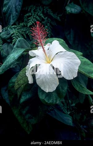 Waimeae Hibiscus est un gros arbuste ou petit arbre et est toujours verte. Elle produit des fleurs blanches solitaires à la fin du printemps à la fin de l'été et le gel est tendre Banque D'Images