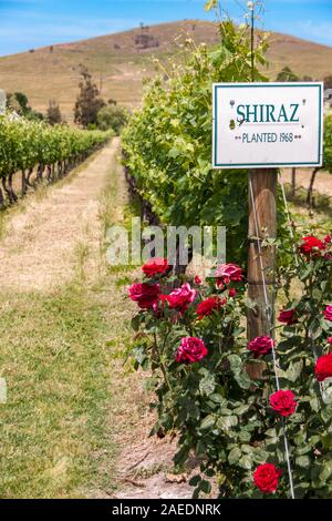 Melbourne, Australie - Novembre 15, 2009 : En dehors de la ville près de Mount Dandenong. Rangées de raisins Shriaz croissant sur les vignes en compagnie de roses rouges. D Banque D'Images