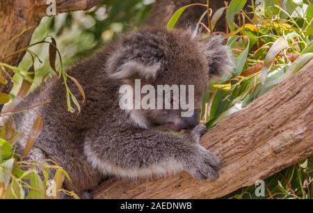 Melbourne, Australie - Novembre 15, 2009 : brun gris Koala en tenant qu'il est facile de grimper à un arbre avec des feuilles d'eucalyptus vert autour. Banque D'Images
