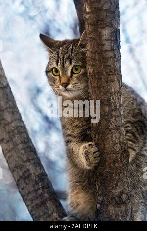 Cat grimpa à un arbre et ne veut pas aller vers le bas. Banque D'Images