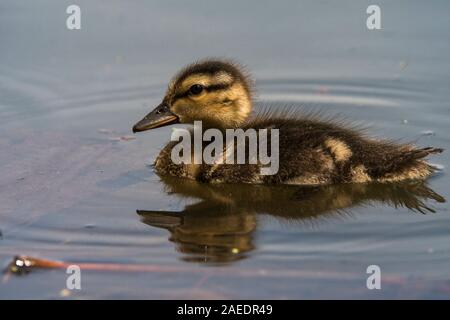 Le Canard chipeau (Anas strepera), jeune poussin nager dans l'étang, parc national de Hortobágy, Szentendre, Hongrie Banque D'Images