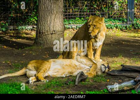 Femme lion asiatique couple ensemble, les chats sauvages, les espèces animales tropicales espèce d'Asie Banque D'Images