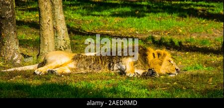 Libre d'un homme lion asiatique de dormir dans l'herbe, en voie de disparition Espèce animale de l'Inde Banque D'Images