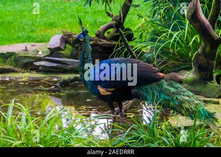 Java vert peacock debout au bord de l'eau, beaux oiseaux colorés de Java en Indonésie, l'espèce animale en danger tropicales Banque D'Images
