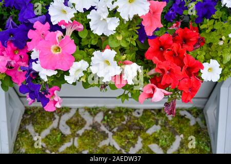 Petunia fleurs colorées dans des caisses en bois blanc sur l'éco de l'été chaussée de la ville jardin. Pétunia coloré fleur en boîte. Close up de Petunia fleurs blo Banque D'Images