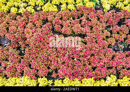 Jardin des plantes décoratives coleus avec feuilles rouge vif se couvrir avec une couche de fleurs Banque D'Images