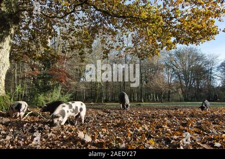 Les porcs d'itinérance et de manger les glands dans la nouvelle forêt sous un chêne de Bolderwood Banque D'Images