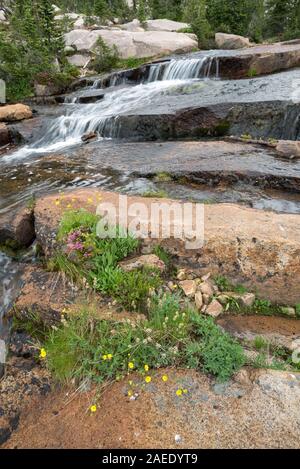 Fleurs sauvages à côté d'une cascade en Idaho's Celebrations. Banque D'Images