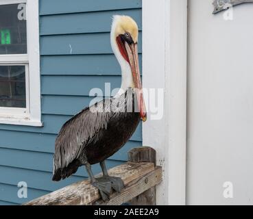 Libre d'un pélican brun adultes du Pacifique dans la région de Oceanside, Californie du Sud Banque D'Images