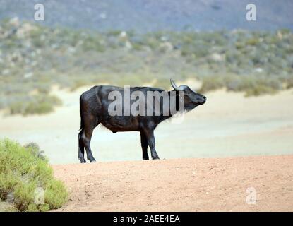 Un buffle à l'Aquila game reserve, Western Cape, Afrique du Sud. Banque D'Images