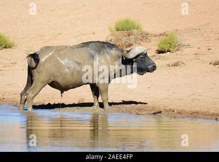 Un buffle à l'Aquila game reserve, Western Cape, Afrique du Sud. Banque D'Images