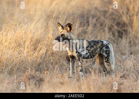 Chien de chasse d'Afrique ou du Cap, le parc Kruger, Afrique du Sud Banque D'Images