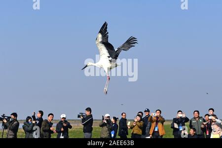 Beijing, Chine. 8e déc, 2019. Une Cigogne Blanche est relâché dans la nature par les membres du personnel à la réserve naturelle nationale du Lac Poyang dans la province de l'est de la Chine, le 8 décembre 2019. Un total de 120 migrants guéri d'oiseaux ont été relâchés dans la nature dans le Jiangxi, le dimanche. Credit : Wan Xiang/Xinhua/Alamy Live News Banque D'Images