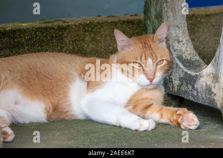 Belle rouge et blanc chat bien nourri se reposer et dormir dans la rue sous un banc en Thaïlande. se cacher de la chaleur de la rue, Close up. Banque D'Images