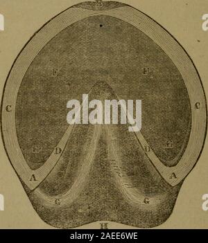 'De Witt's complete American farrier et l' médecin ... avec beaucoup de notes à partir de la meilleur anglais et américains ..' (1870) Banque D'Images