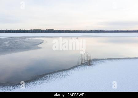 Un couple de cygnes tuberculés (Cygnus olor) sur un lac gelé en partie au lever du soleil. Tartu, Estonie. Banque D'Images