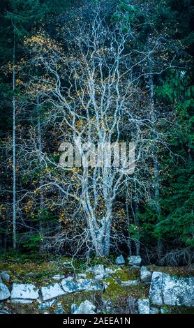 'Esprit' - Fine Art tirages limités sont disponibles. C'était un arbre sur l'île dans les îles Gulf de la Colombie-Britannique, Canada. Nous c Banque D'Images