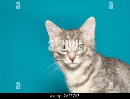 Portrait d'un de grands yeux gris et blanc tabby kitten à directement au spectateur avec surprise l'expression. Teal green background with copy space. Banque D'Images