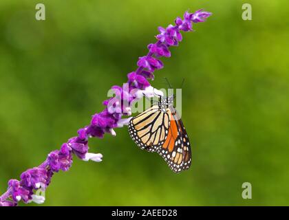 Près d'un papillon monarque de boire le nectar des fleurs de sauge mexicaine mauve, faible profondeur de champ. Banque D'Images