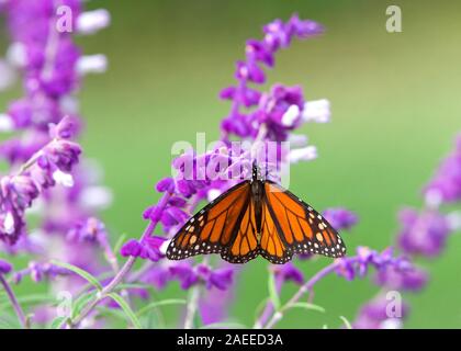 Près d'un papillon monarque de boire le nectar des fleurs de sauge mexicaine mauve, faible profondeur de champ. Banque D'Images