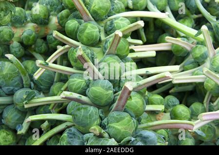 Close up sur les tas de choux de bruxelles encore sur la tige, fraîchement cueilli sur le terrain. Les choux de Bruxelles sont dans la même espèce que le brocoli, chou, Banque D'Images