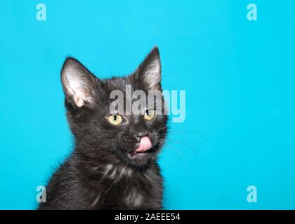 Portrait of a fluffy chaton noir aux yeux verts à droite vers les spectateurs, de la langue qui sort de lécher le nez. Aqua Teal background avec copie savs Banque D'Images