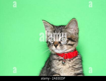 Portrait d'un adorable petit chaton tigré gris et noir portant un collier rouge avec Bell à la gauche de l'auditoire. Fond vert avec spa de copie Banque D'Images